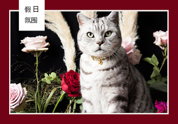 19/20秋冬寵物生活主題趨勢(shì)預(yù)測(cè)--假日氛圍