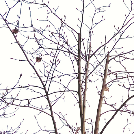 16年法蘭克福展會熱門元素&mdash;&mdash;交錯樹枝